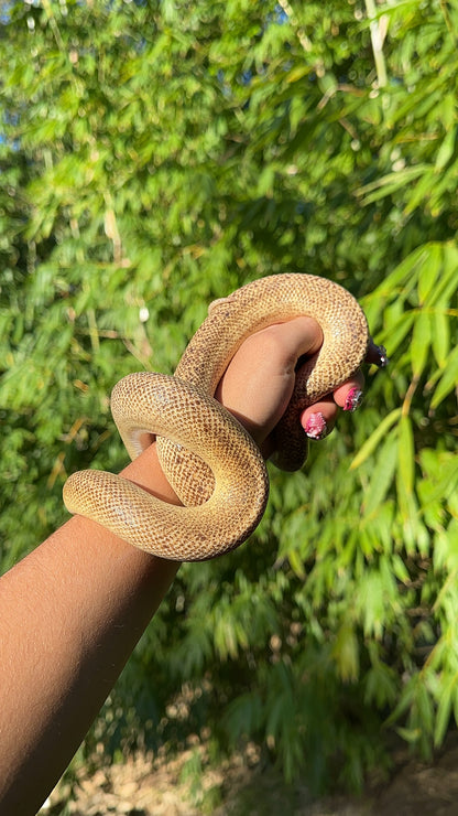 Tarble Children's Python Male