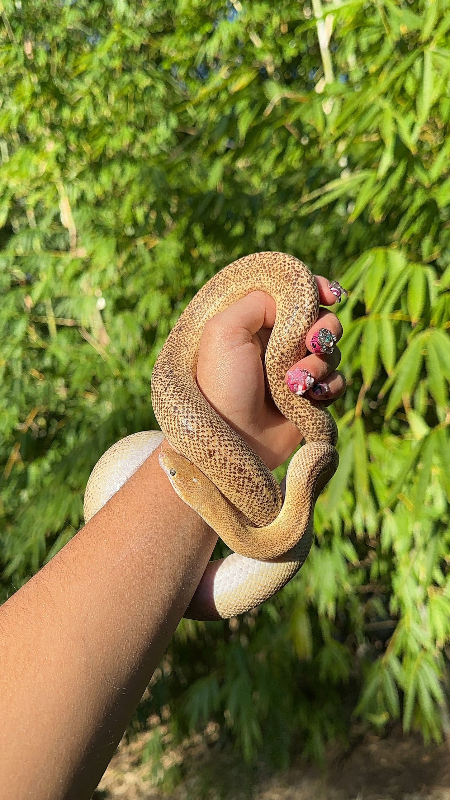 Tarble Children's Python Male