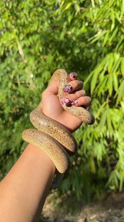 Tarble Children's Python Male