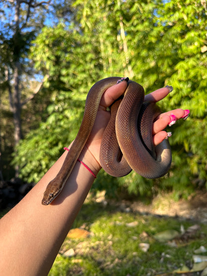 100% Het Marble 66% Het Children's Python - Proven Breeder