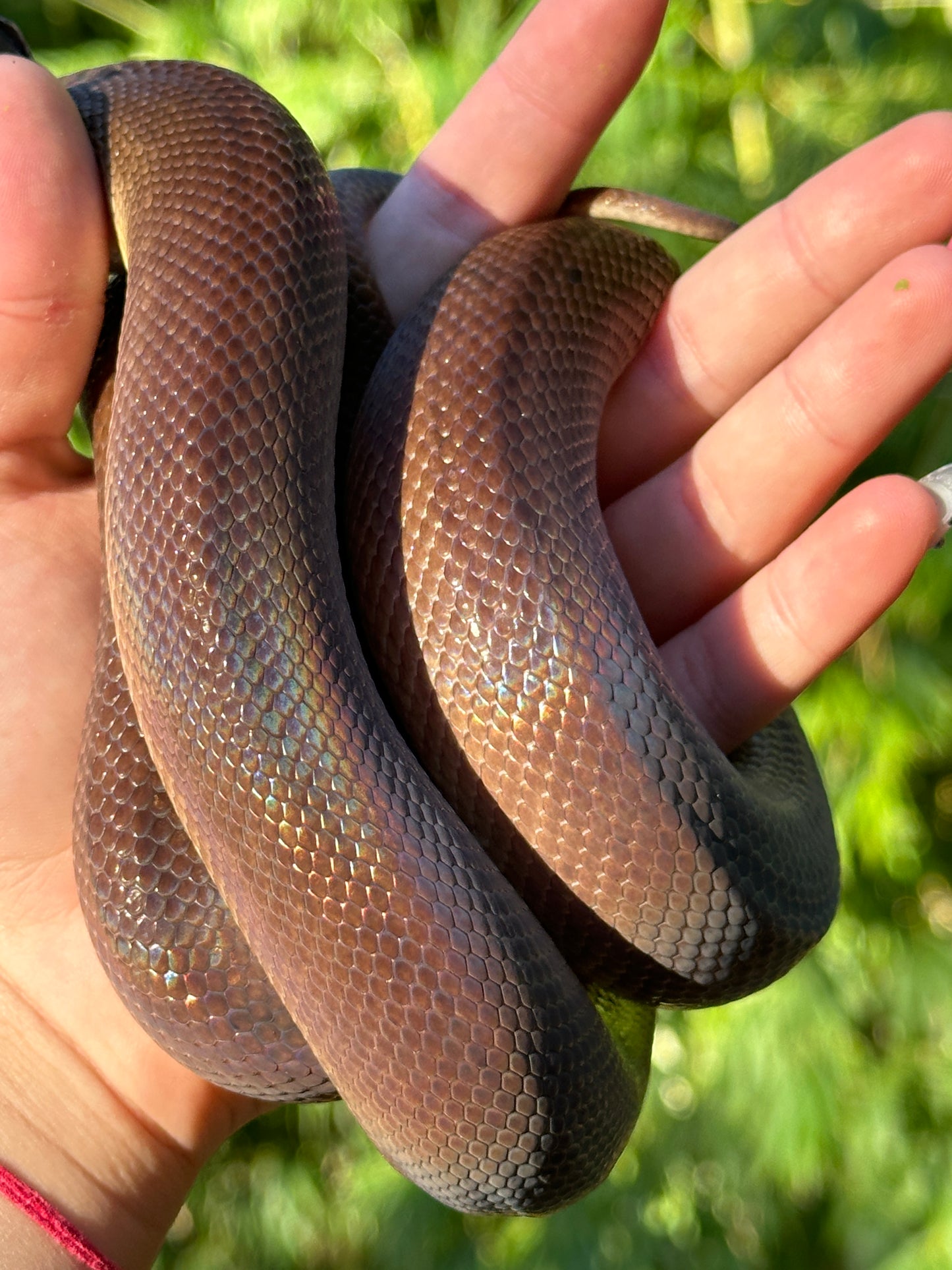 100% Het Marble 66% Het Children's Python - Proven Breeder