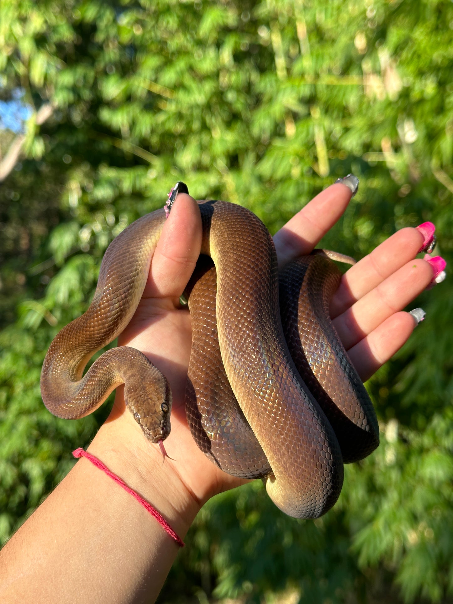 100% Het Marble 66% Het Children's Python - Proven Breeder