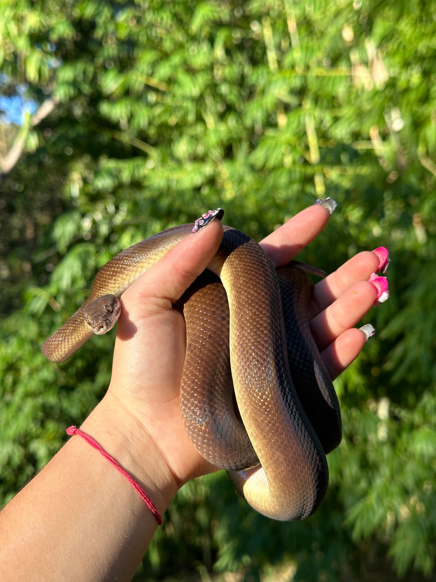 100% Het Marble 66% Het Children's Python - Proven Breeder