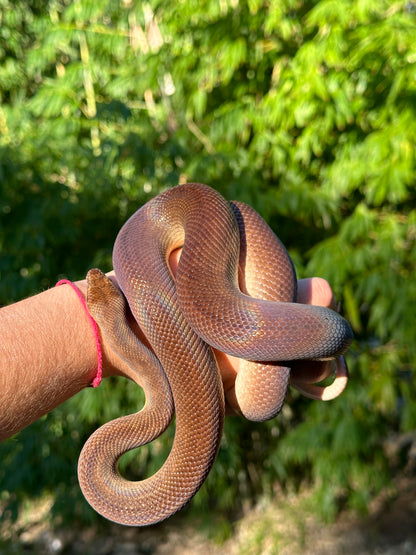 100% Het Marble 66% Het Children's Python - Proven Breeder