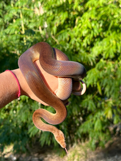 100% Het Marble 66% Het Children's Python - Proven Breeder