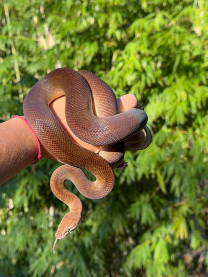100% Het Marble 66% Het Children's Python - Proven Breeder
