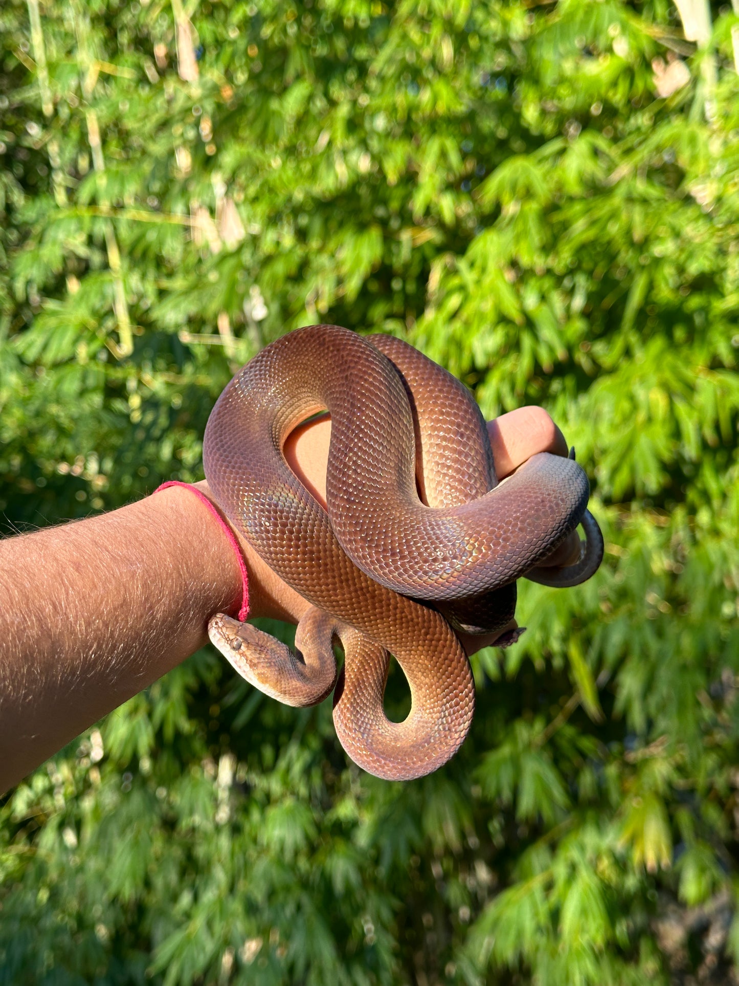 100% Het Marble 66% Het Children's Python - Proven Breeder