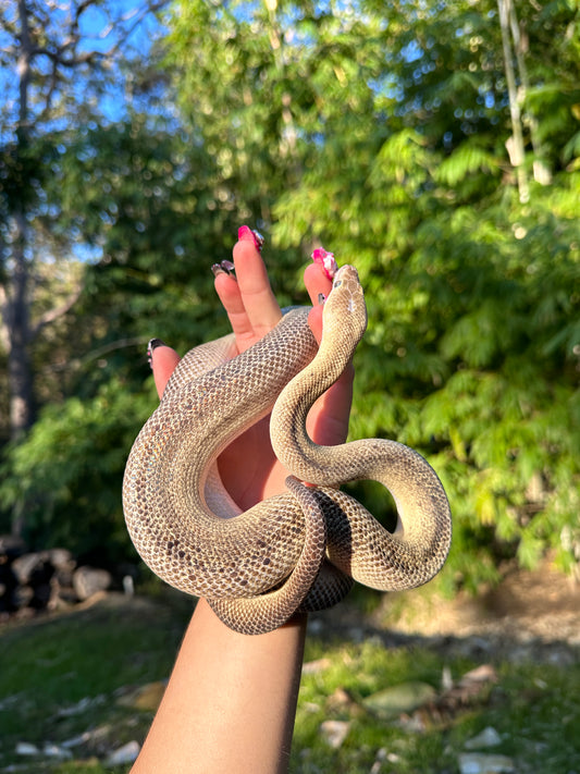 Marble Children's Python Male - Proven Breeder