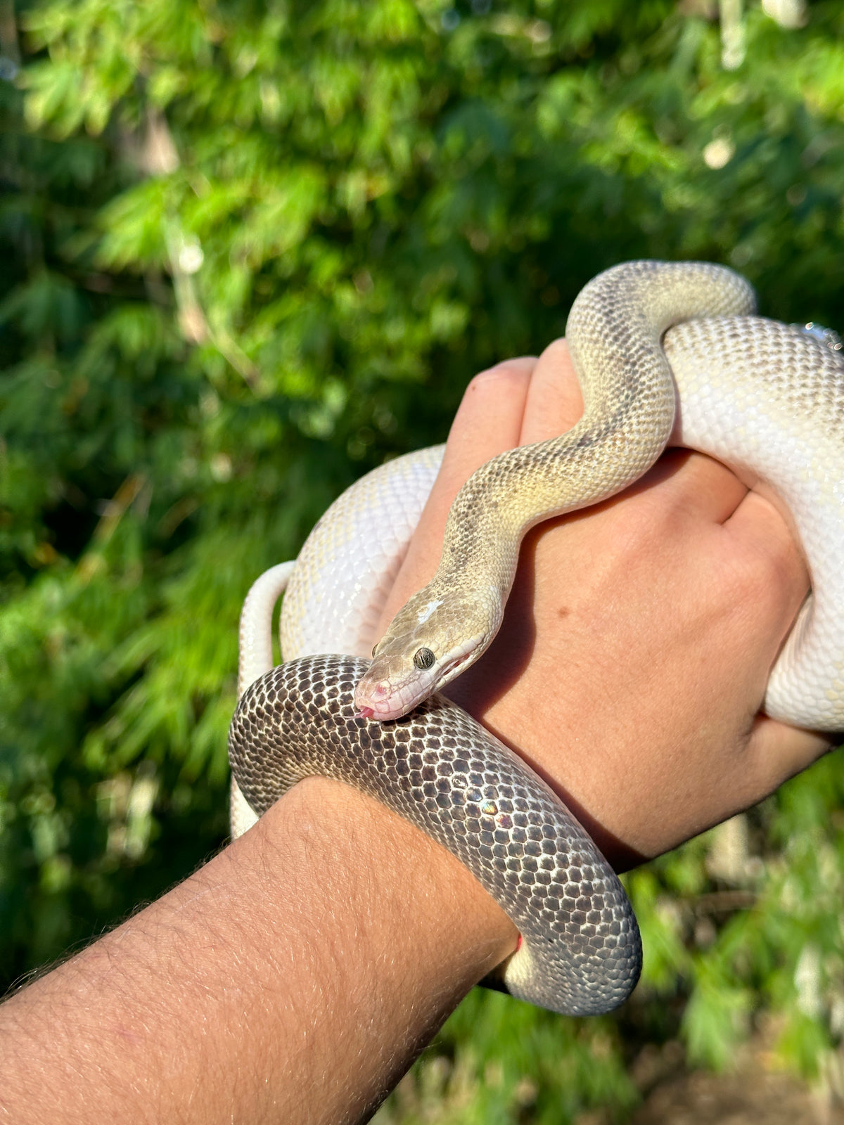 Marble Children's Python Male - Proven Breeder