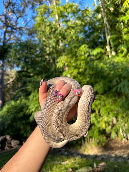 Marble Children's Python Male - Proven Breeder
