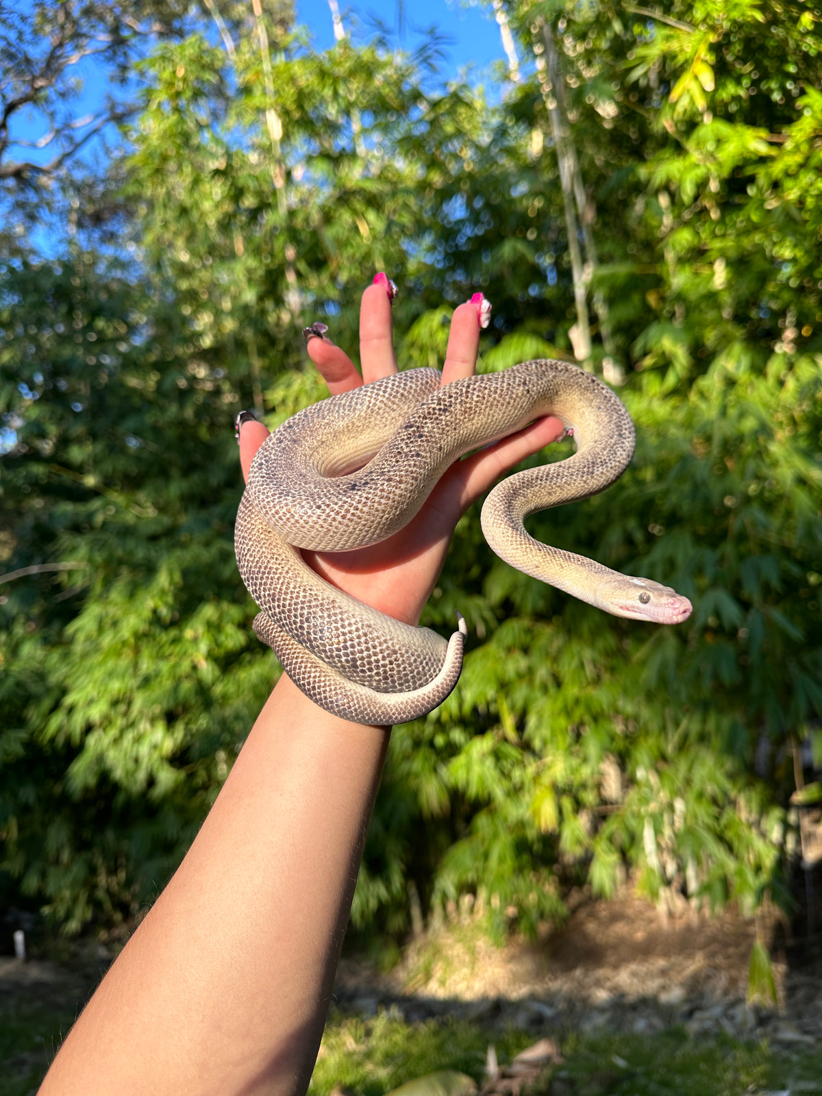 Marble Children's Python Male - Proven Breeder