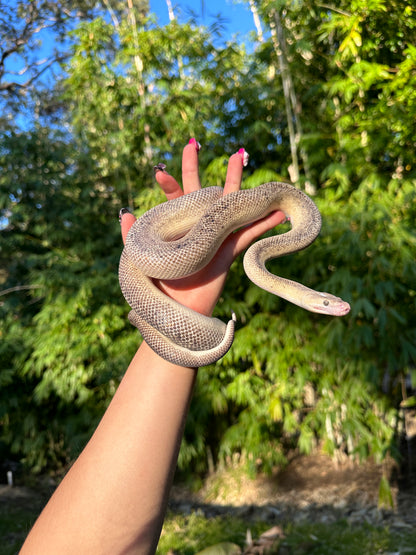 Marble Children's Python Male - Proven Breeder