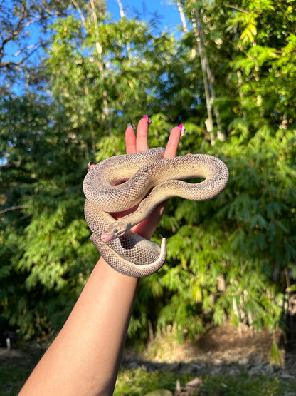 Marble Children's Python Male - Proven Breeder