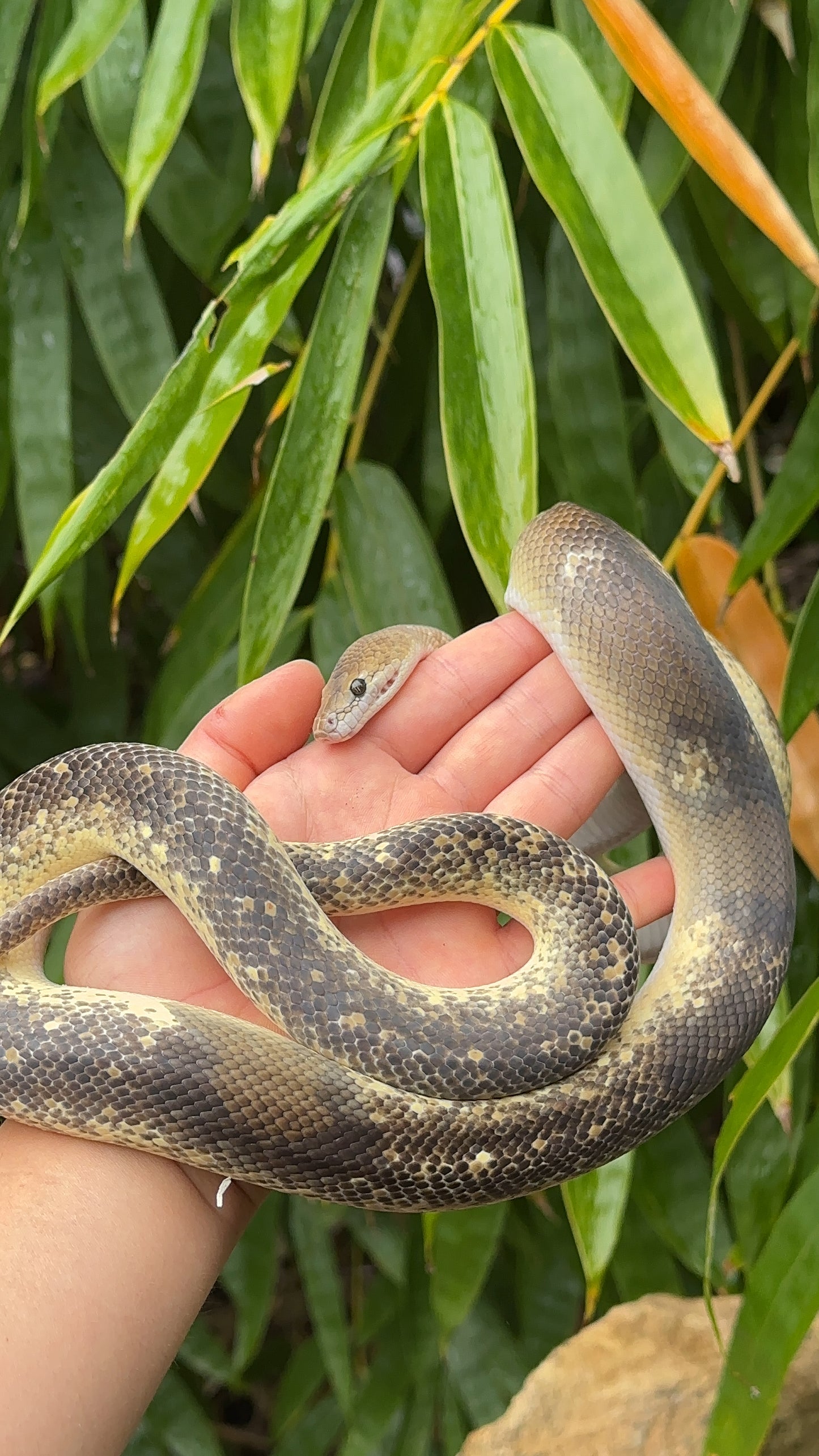 Marble Chimera/Mosaic/Paradox 66% Het T+ Children's Python Male - Proven Breeder