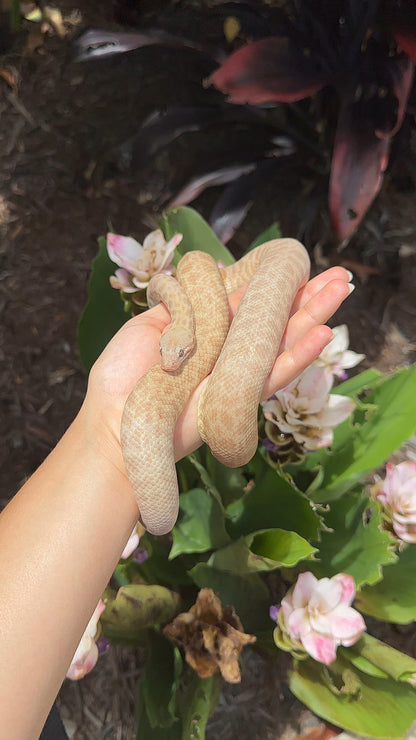 T+ (Evan's Line) Stimson's Python - Proven Breeder