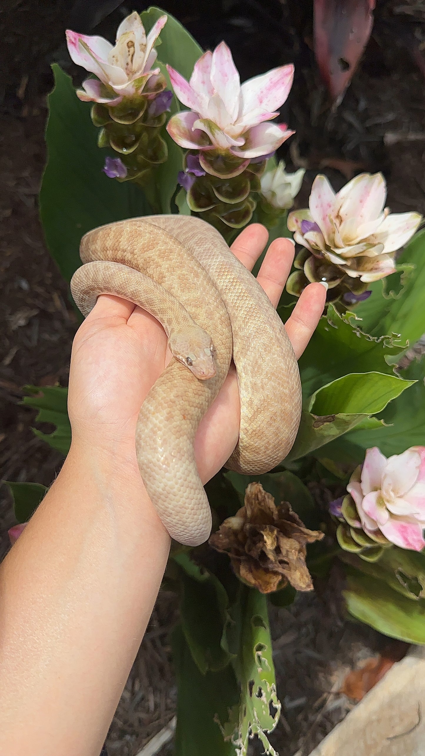 T+ (Evan's Line) Stimson's Python - Proven Breeder