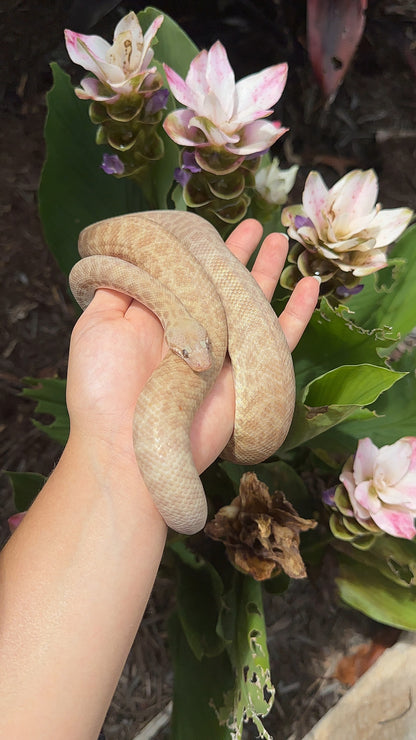 T+ (Evan's Line) Stimson's Python - Proven Breeder