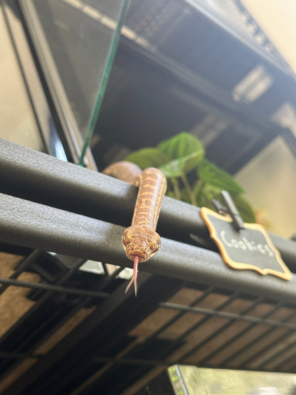 Tricolour Wheatbelt 100% Het Evan's Line Stimson's python - Proven Breeder