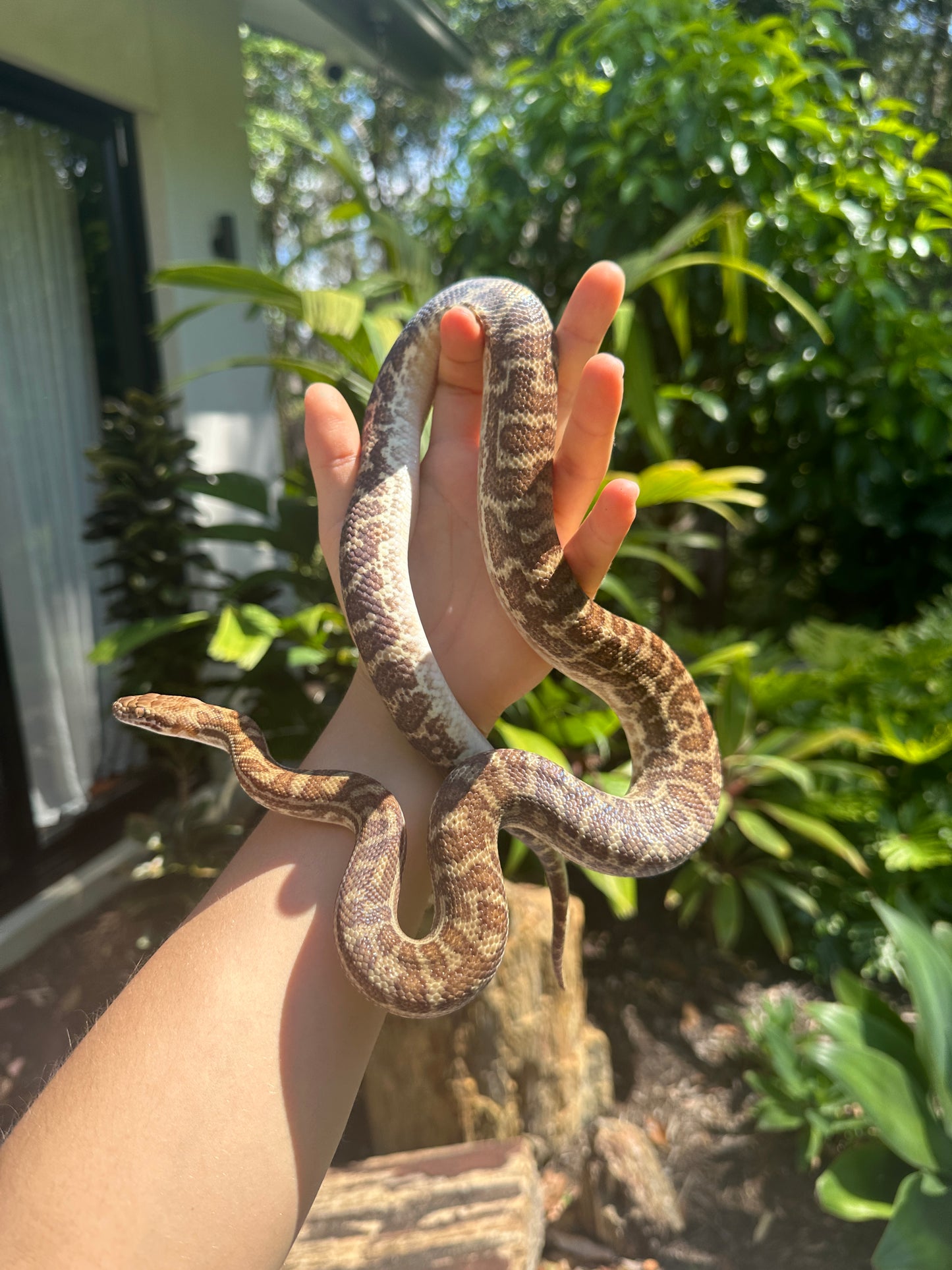 Tricolour Wheatbelt 100% Het Evan's Line Stimson's python - Proven Breeder