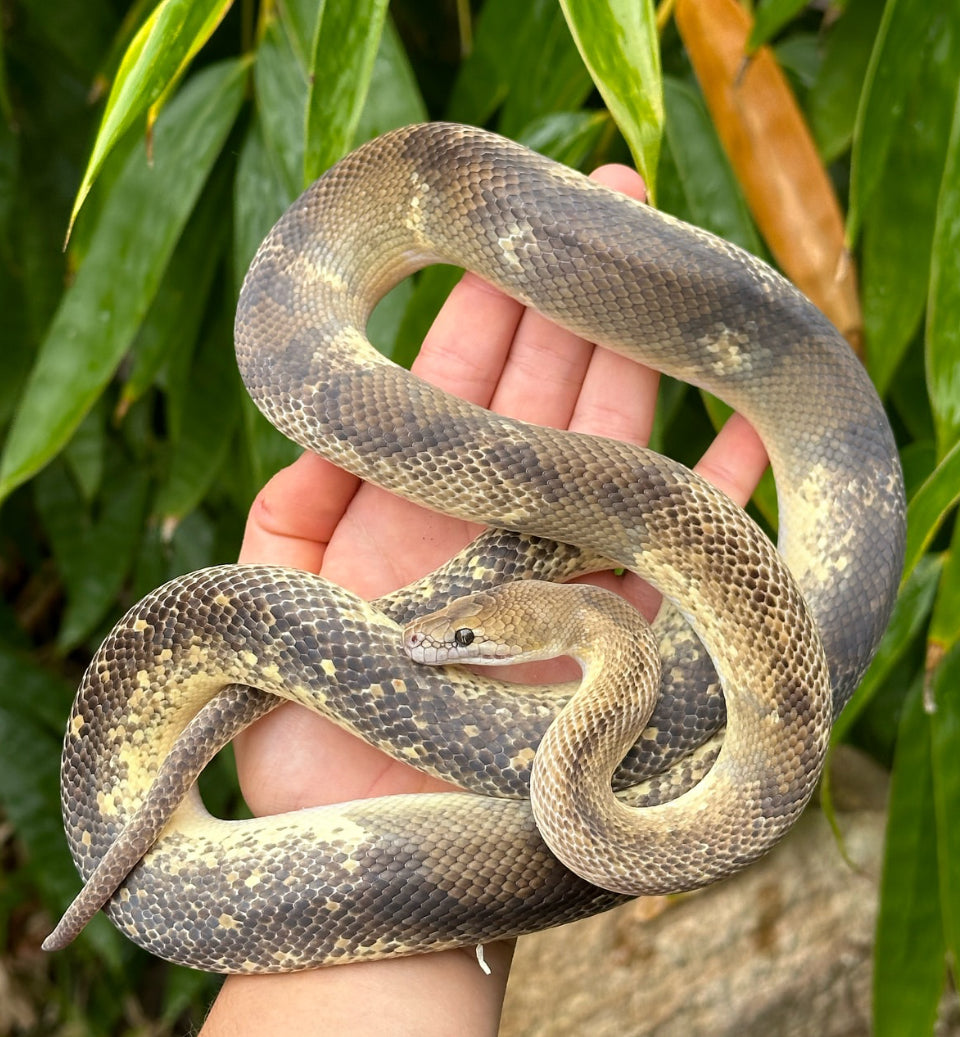 Marble Chimera/Mosaic/Paradox 66% Het T+ Children's Python Male - Proven Breeder