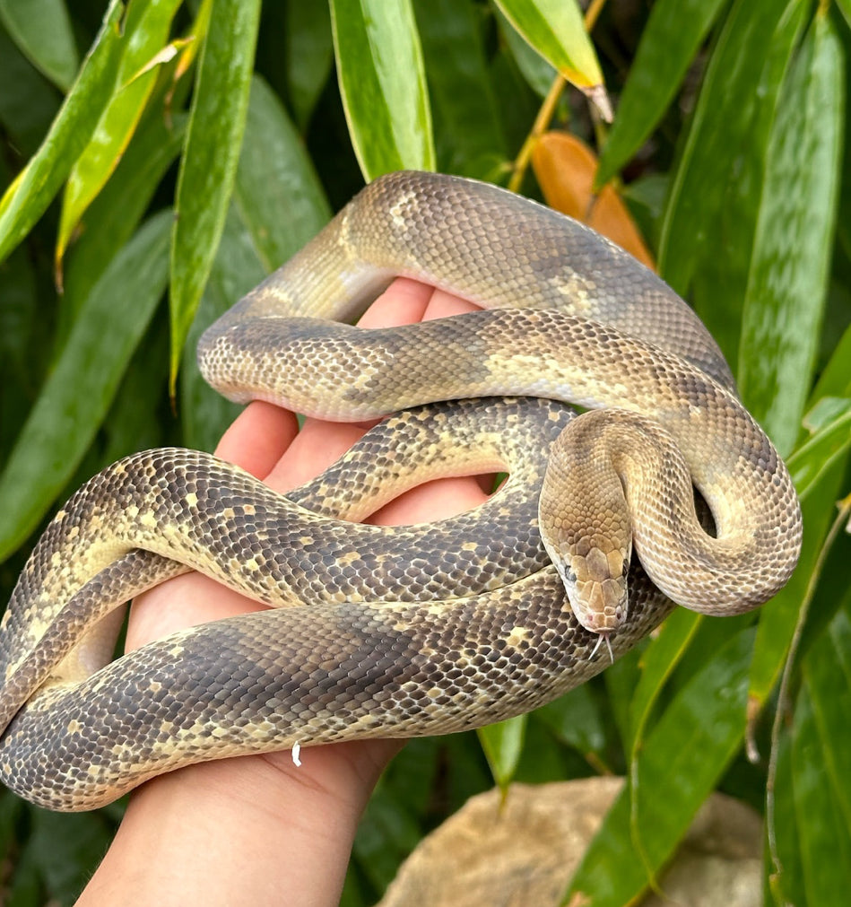 Marble Chimera/Mosaic/Paradox 66% Het T+ Children's Python Male - Proven Breeder