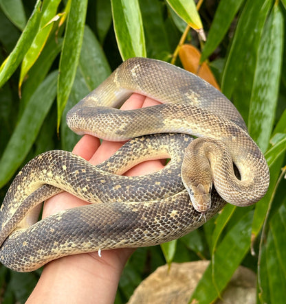 Marble Chimera/Mosaic/Paradox 66% Het T+ Children's Python Male - Proven Breeder