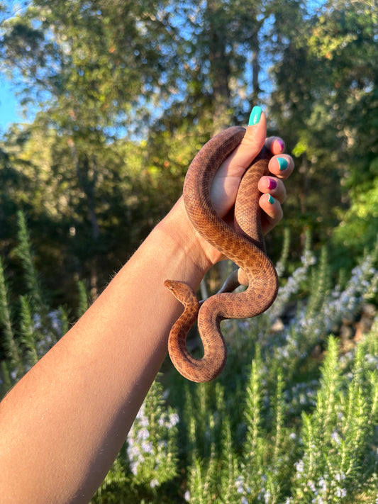 Pygmy Python Female (#C)