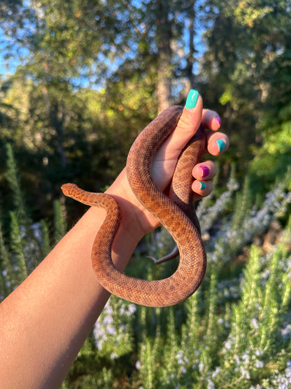 Pygmy Python Female (#C)