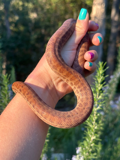 Pygmy Python Female (#C)