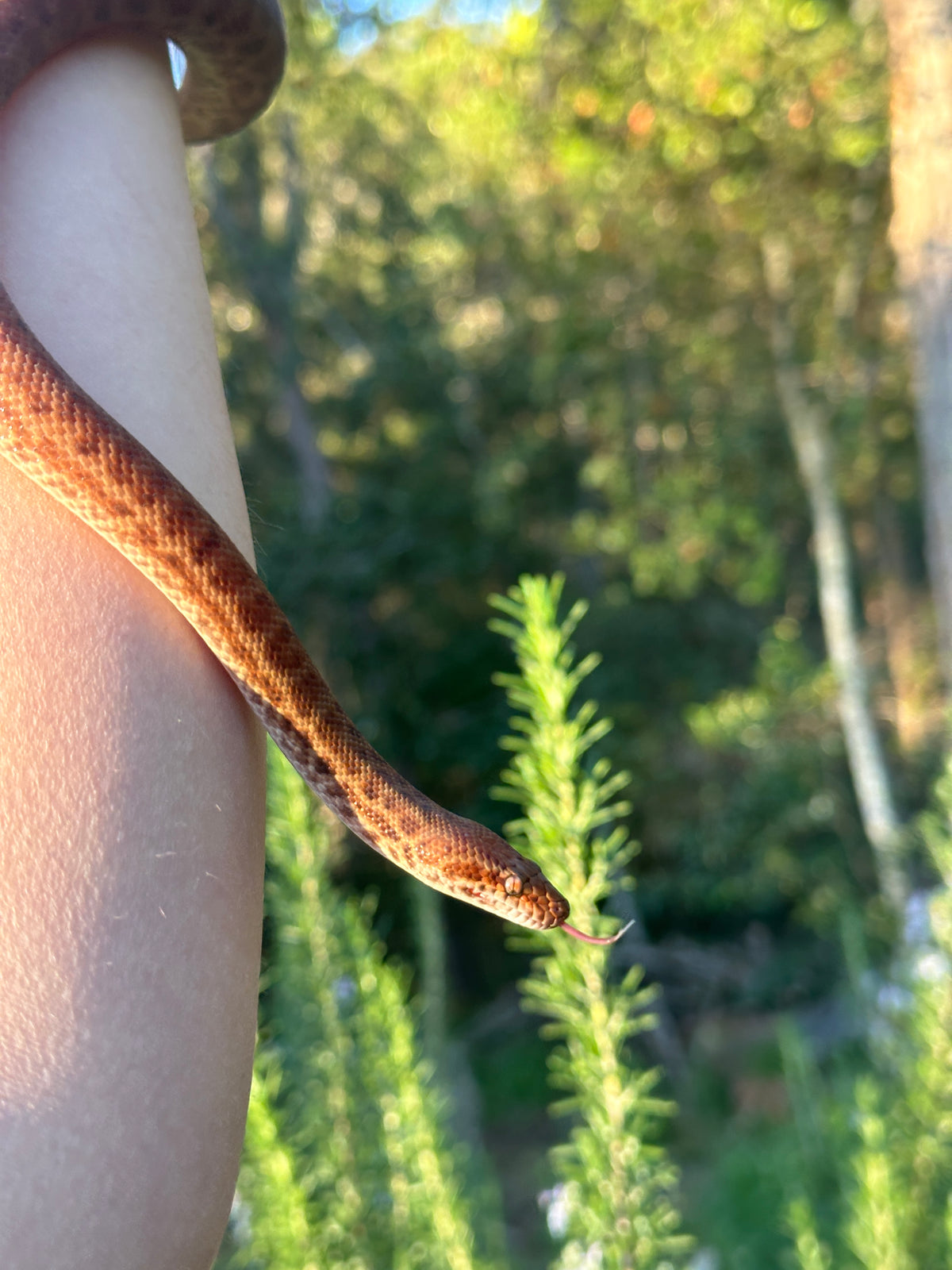 Pygmy Python Female (#C)
