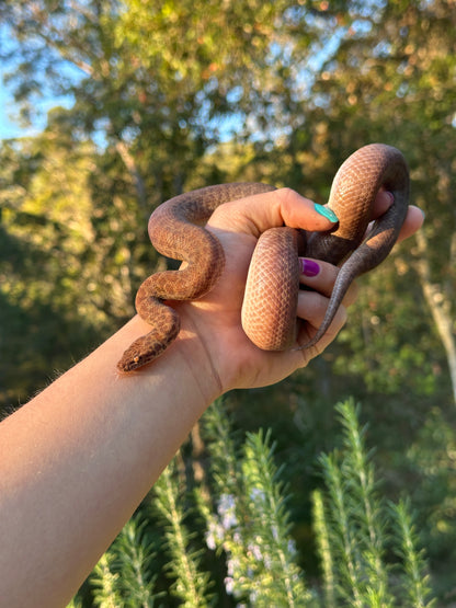 Pygmy python (F)