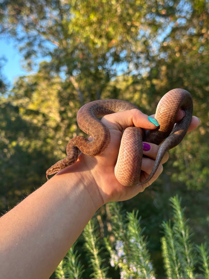Pygmy python (F)