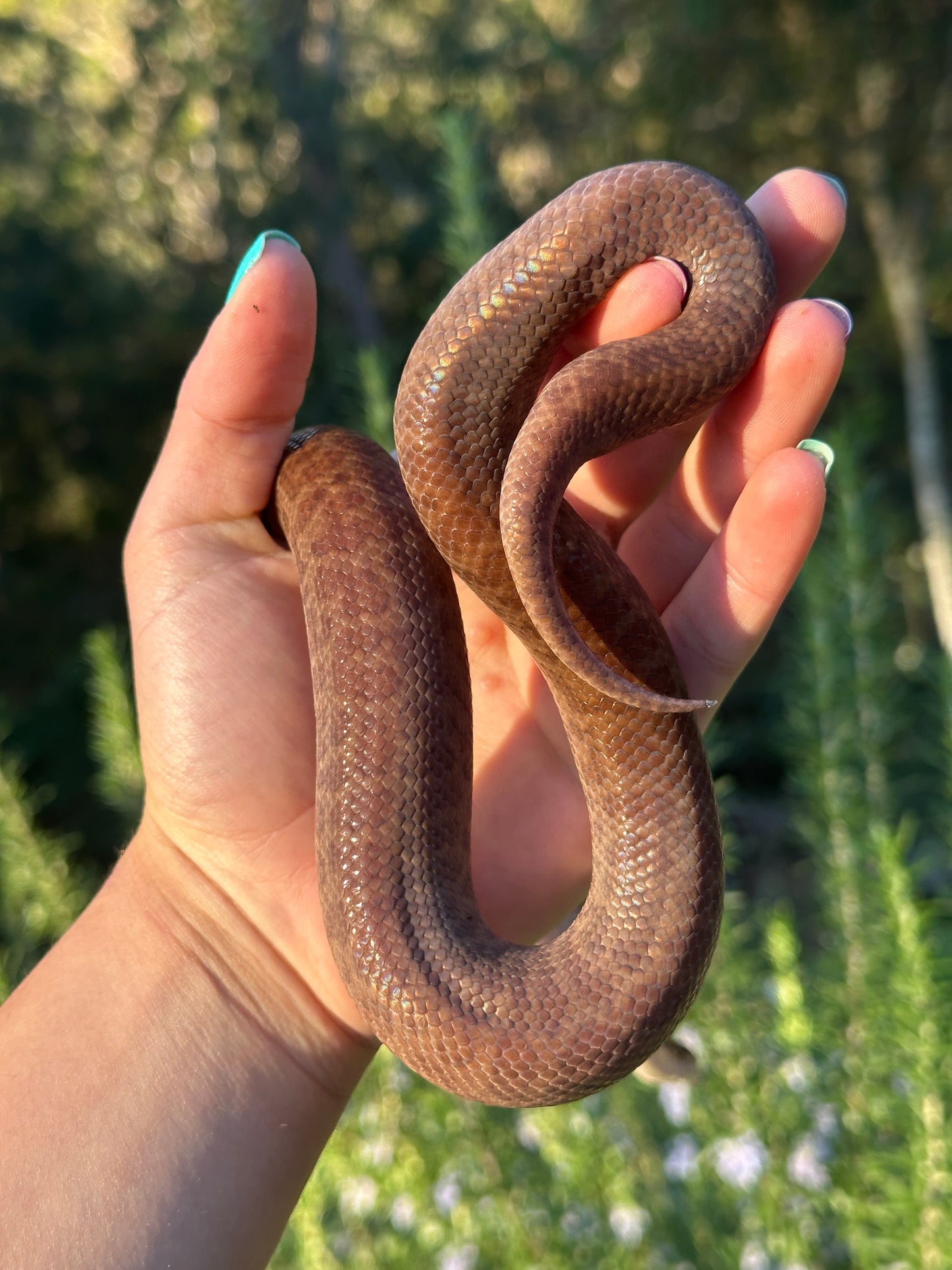 Pygmy python (F)