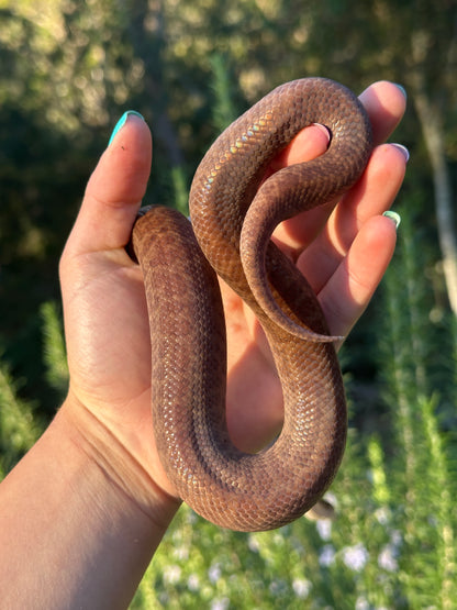 Pygmy python (F)