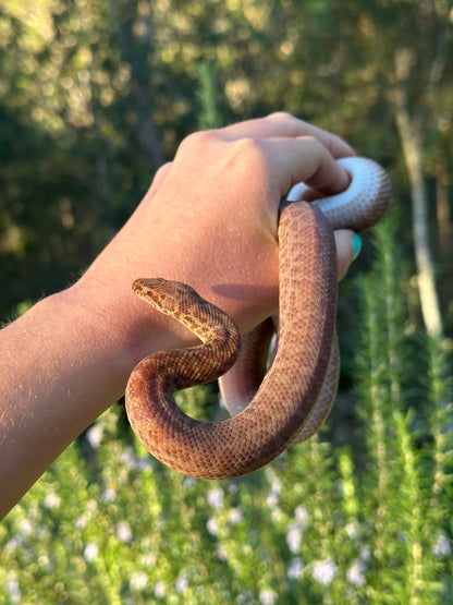 Pygmy python (F)