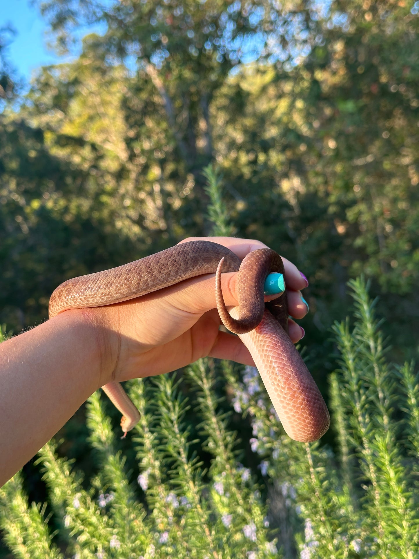 Pygmy python (F)