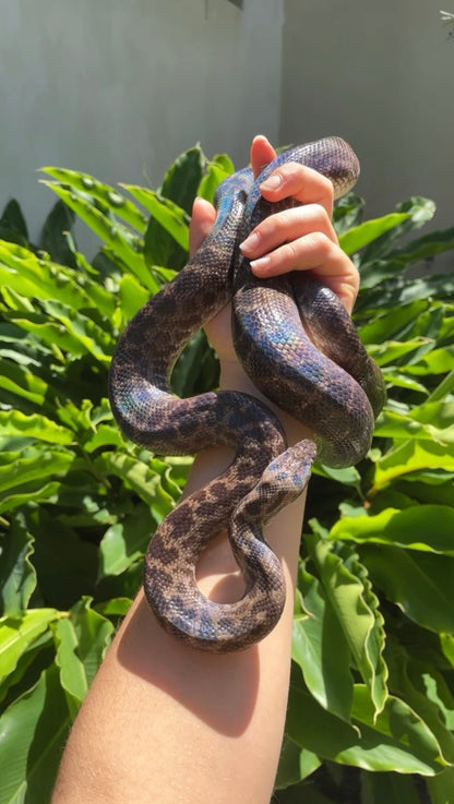 100% Het Albino Spotted Python Female - Proven Breeder
