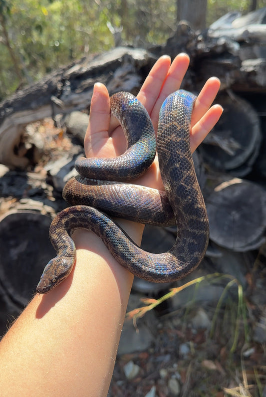 100% Het Albino Spotted Python Female - Proven Breeder
