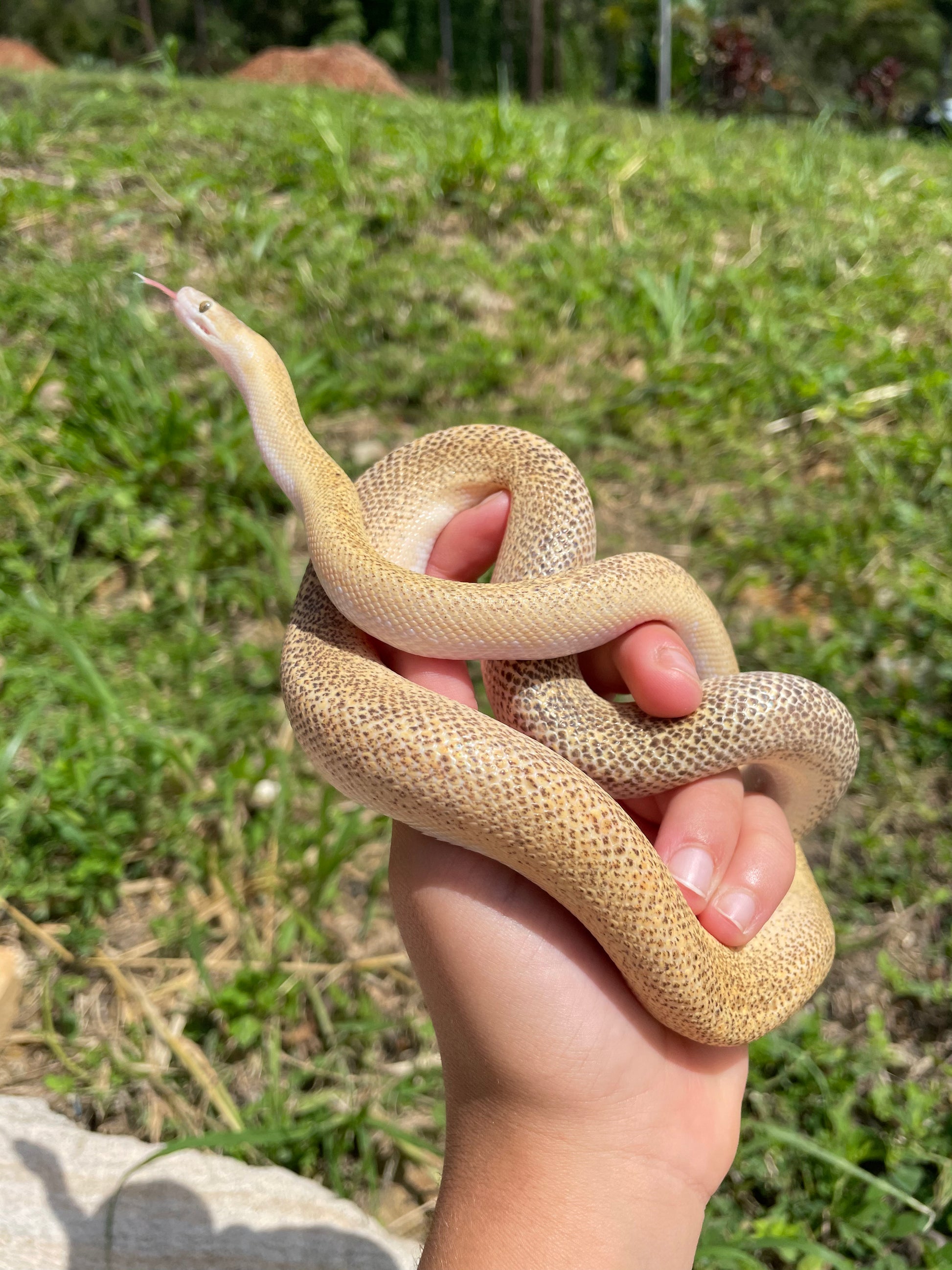 marble childrens python #python - youtube Images High... 100% Het Marble Children's Python (MxCP24C-100HM-12) – Jurassic Wildlife