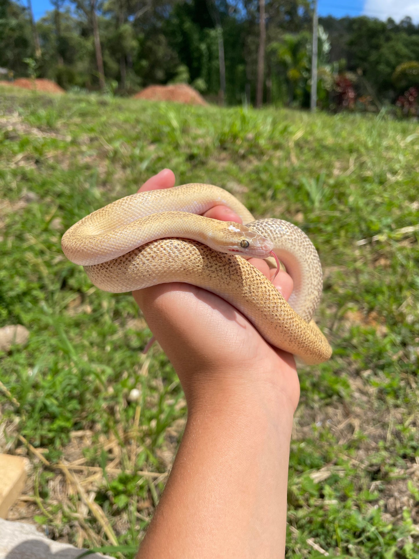 Marble Children's Python - Proven Breeder