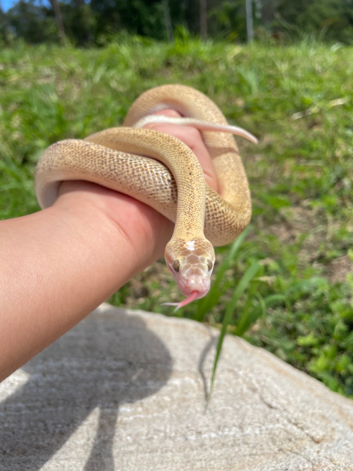 Marble Children's Python - Proven Breeder