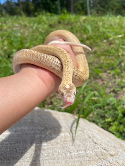 Marble Children's Python - Proven Breeder