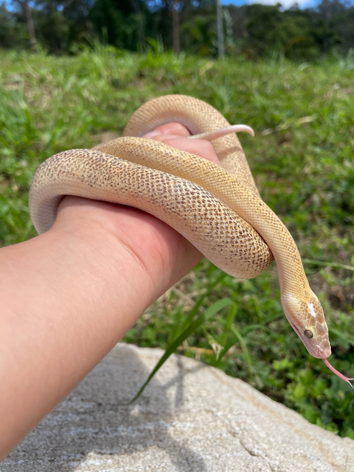 Marble Children's Python - Proven Breeder