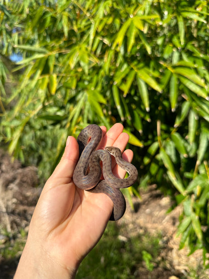 100% Het Marble Children's Python (MxCP24C-100HM-01)