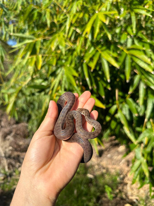 100% Het Marble Children's Python (MxCP24C-100HM-01)