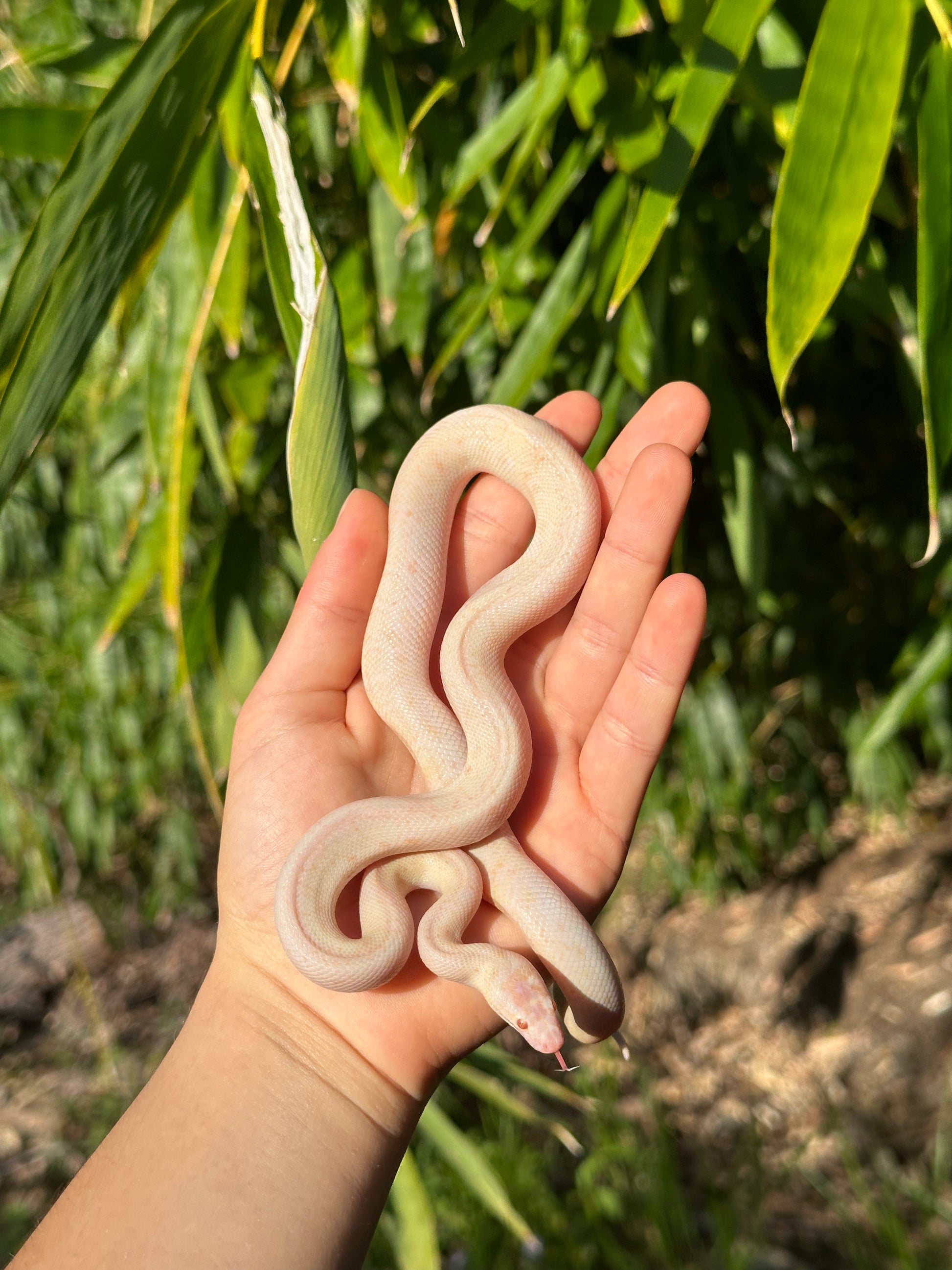Python Snake Cost Albino Spotted Python (XxP24Sp-A-01) – Jurassic Wildlife