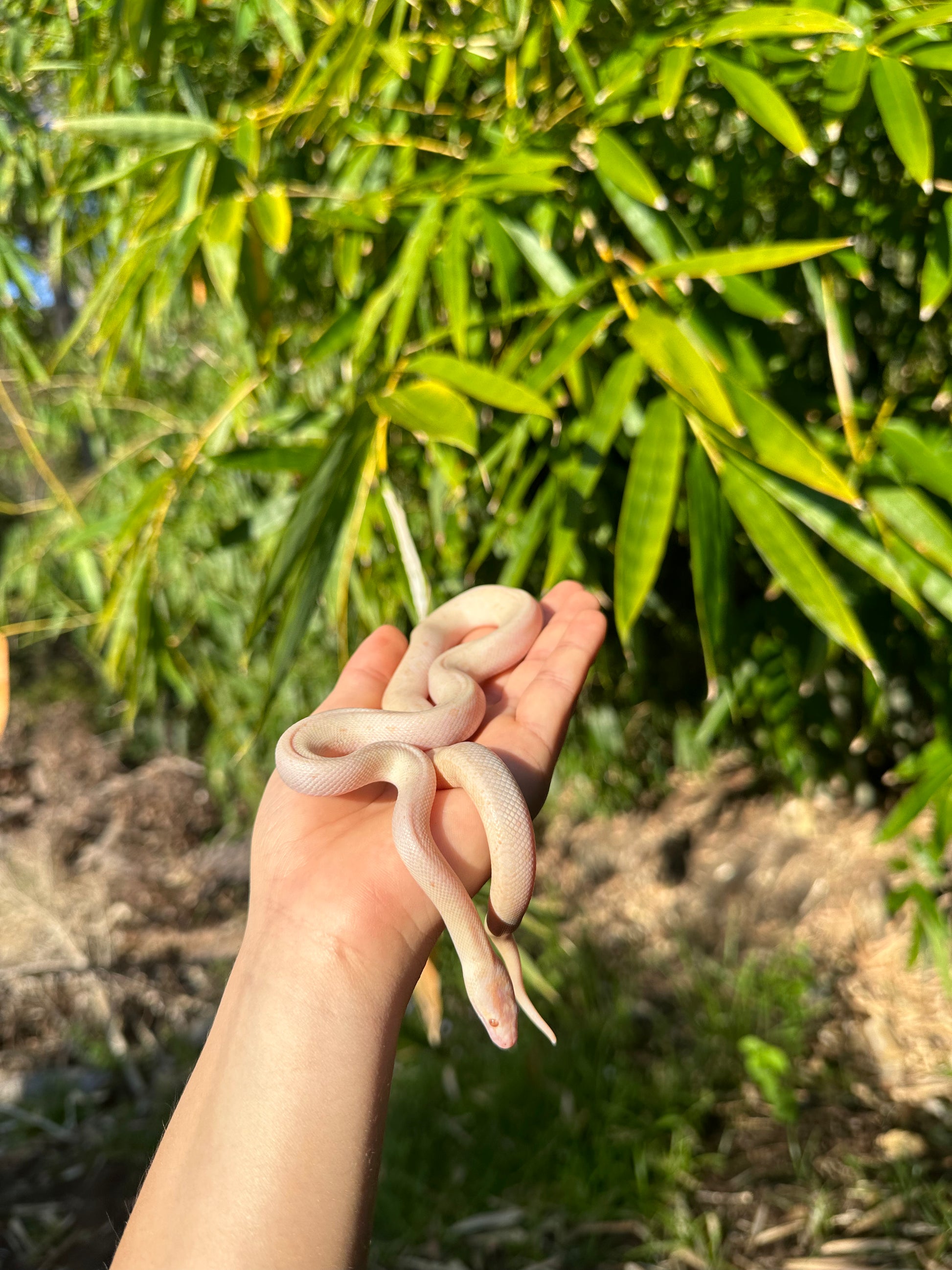 Spotted Python's Cute Albino Spotted Python (XxP24Sp-A-01) β Jurassic Wildlife