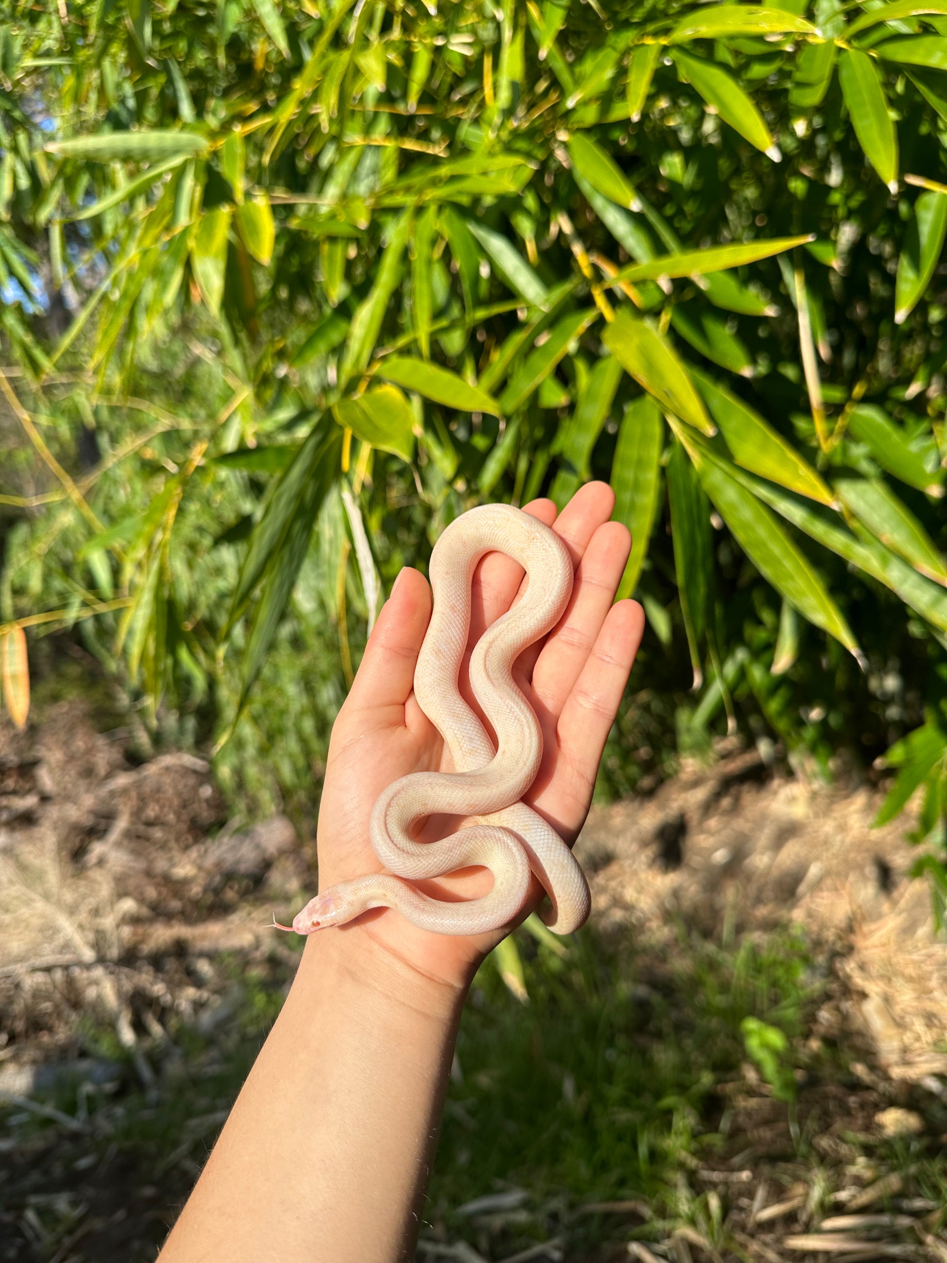 Spotted Python's Cute Albino Spotted Python (XxP24Sp-A-01) β Jurassic Wildlife