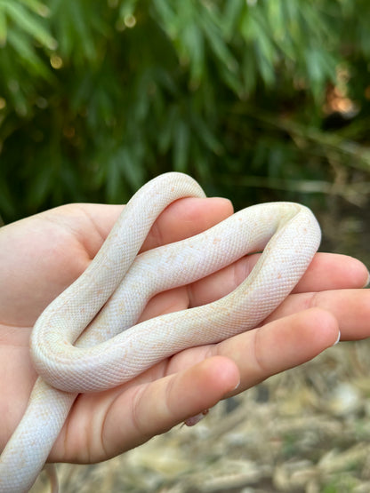 Albino Spotted Python (XxP24Sp-A-01)