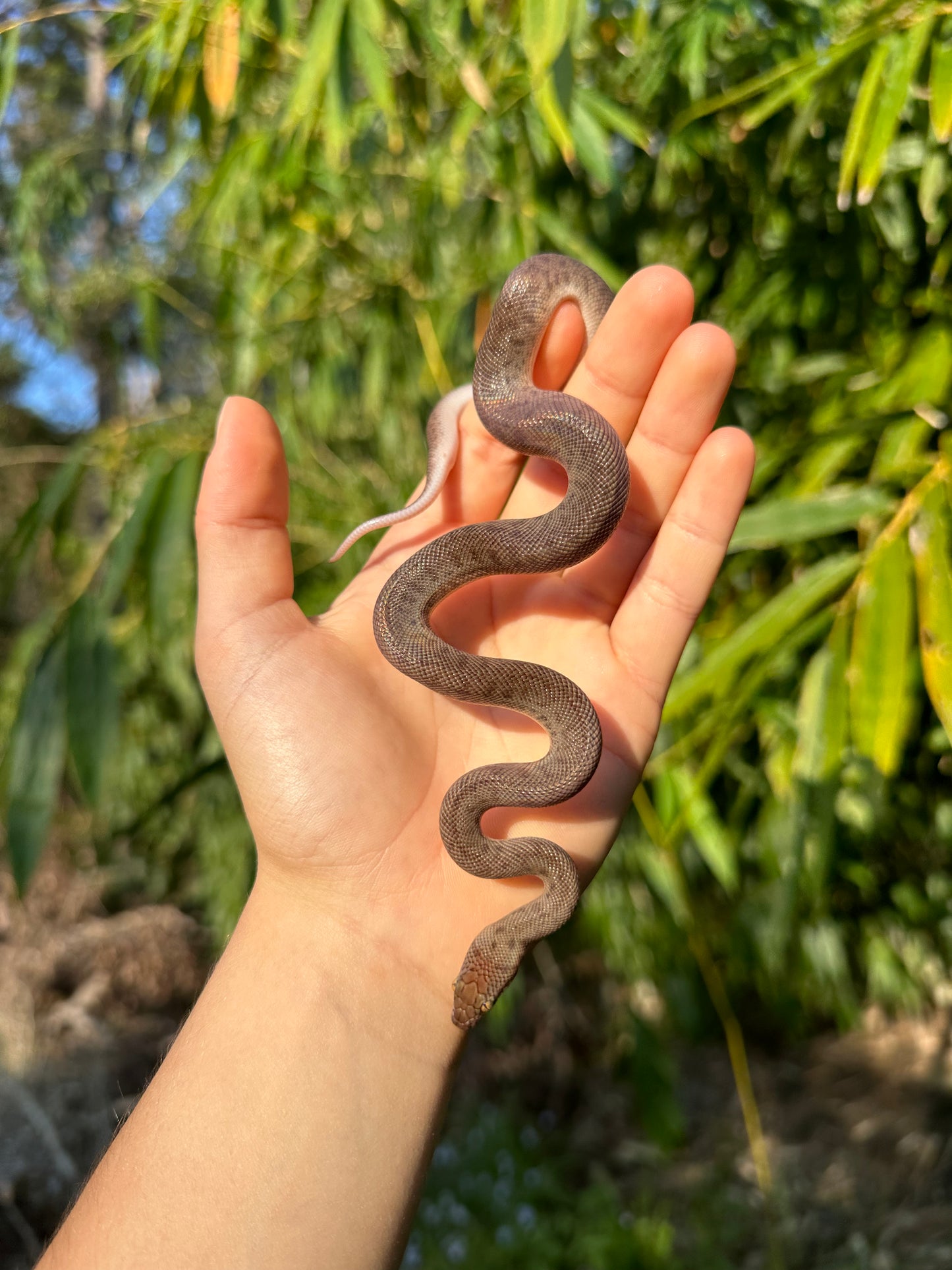 100% Het Marble Children's Python (MxCP24C-100HM-03)